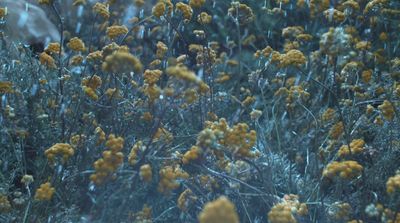 a bunch of yellow flowers that are in the grass