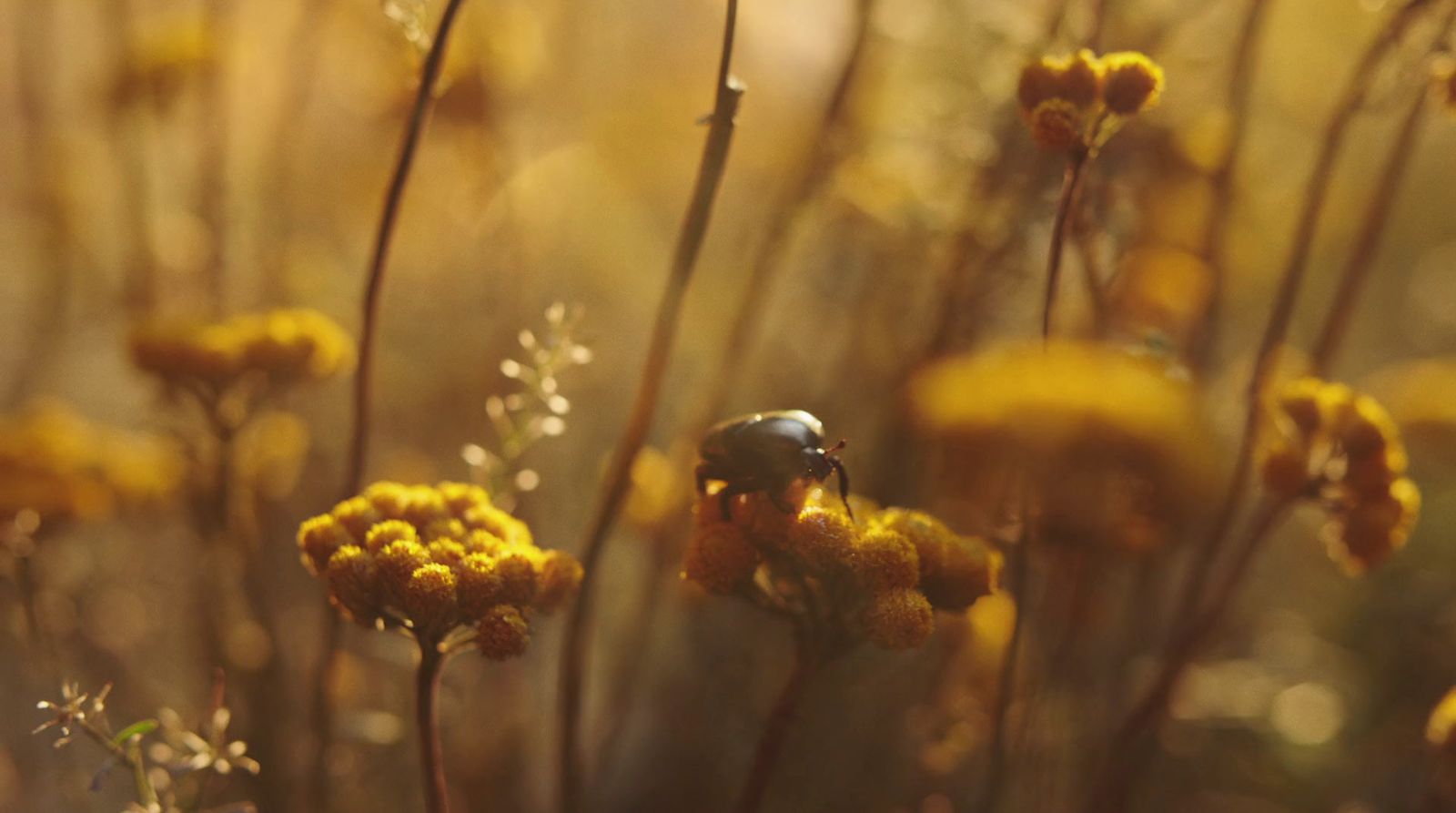 a bug is sitting on a yellow flower