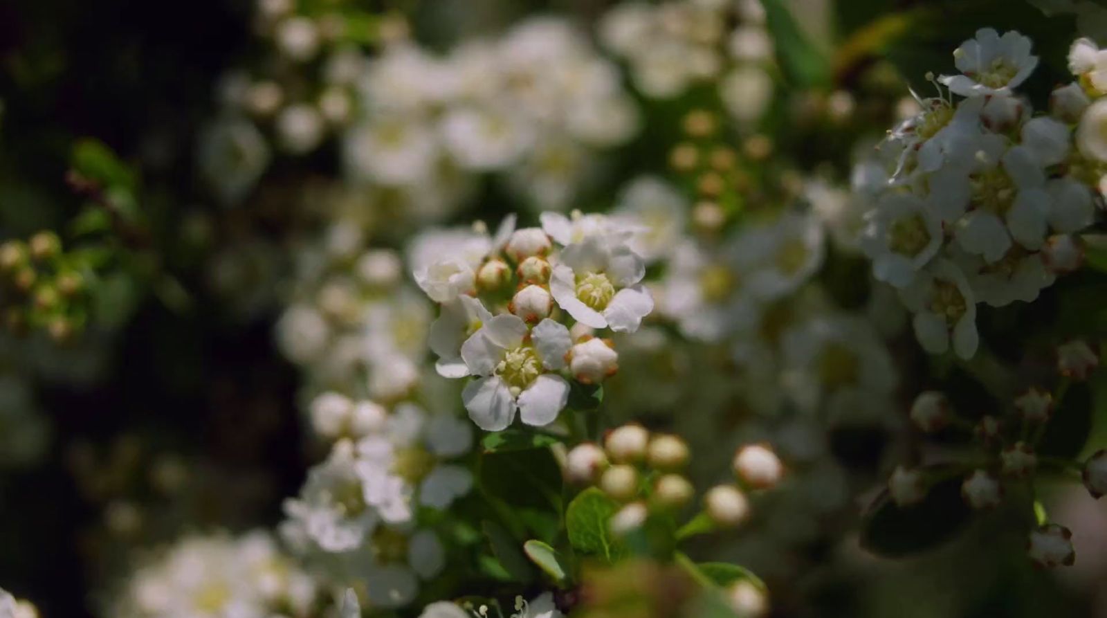 a bunch of white flowers with green leaves