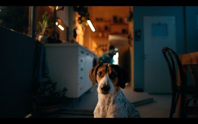 a brown and white dog sitting on top of a kitchen floor