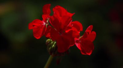 a close up of a red flower with a blurry background