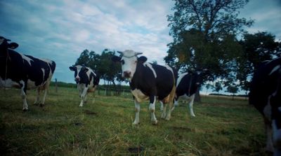 a herd of cows standing on top of a grass covered field