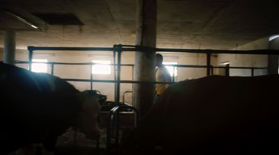 a group of cows standing inside of a barn