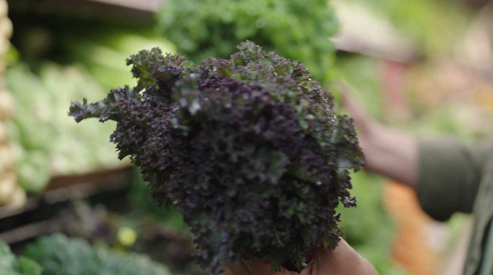 a person holding a bunch of broccoli in their hand