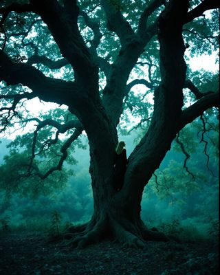 a person standing in the middle of a large tree