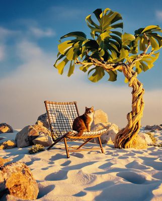 a cat sitting on a chair next to a tree