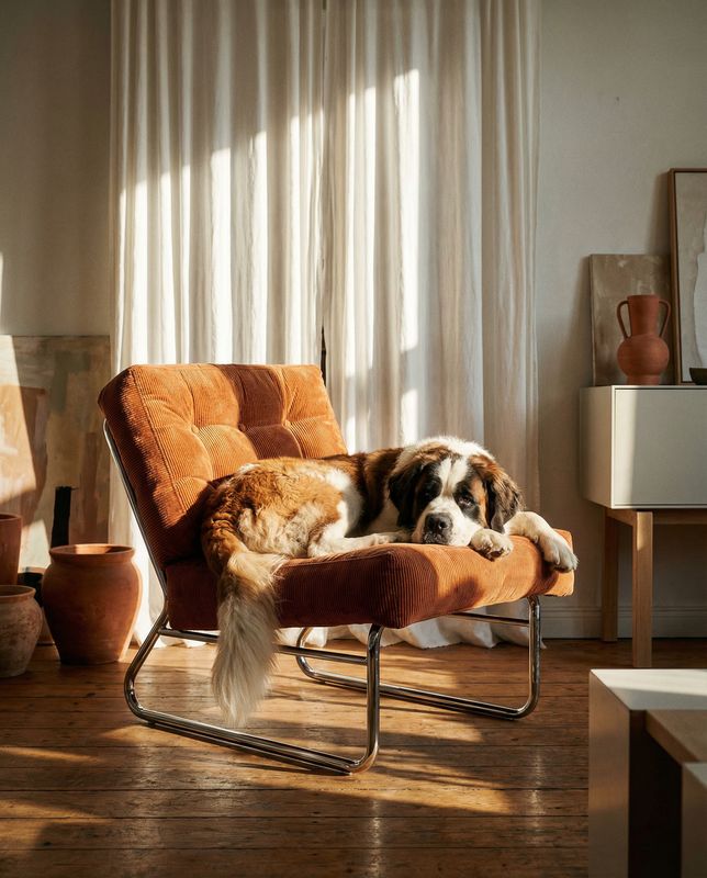 a dog laying on a chair in a room