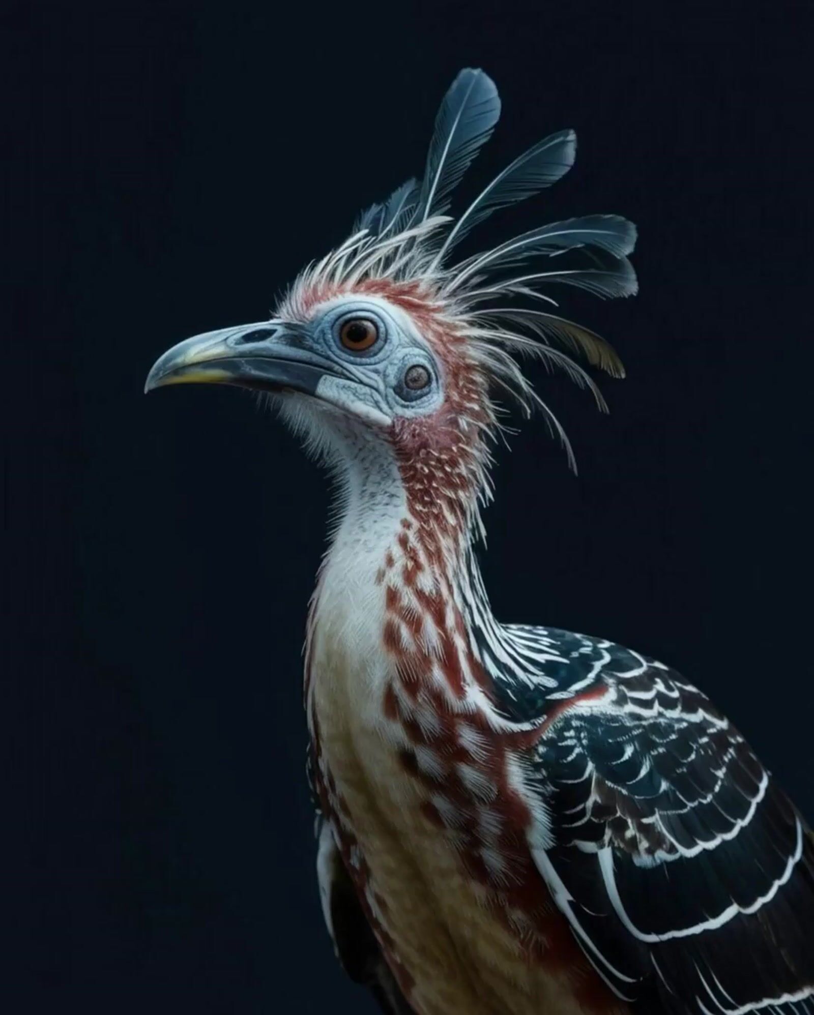 a close up of a bird on a black background
