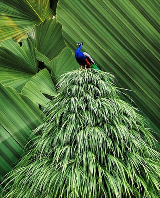 a colorful bird sitting on top of a green plant