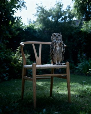 an owl sitting on top of a wooden chair