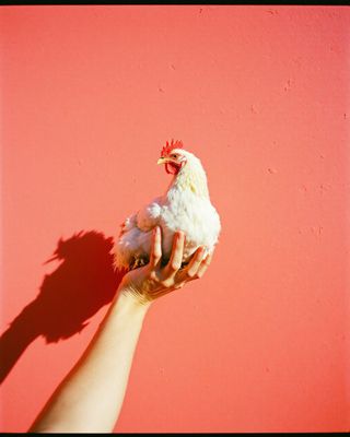 a person holding a chicken in their hand