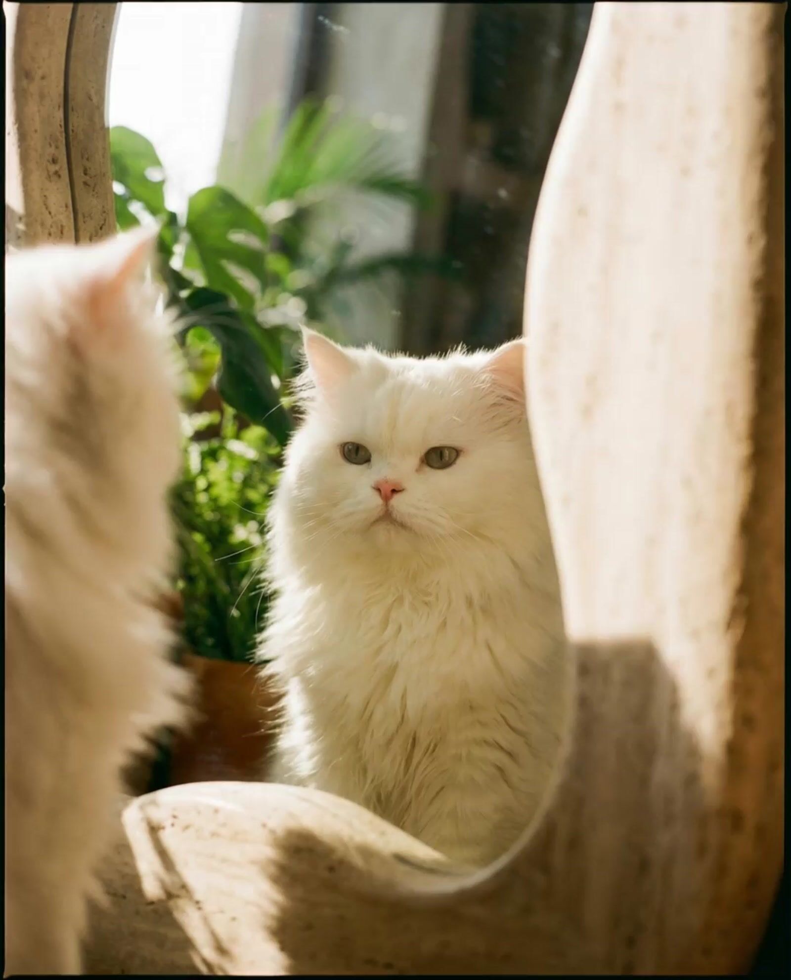 a white cat sitting in front of a mirror
