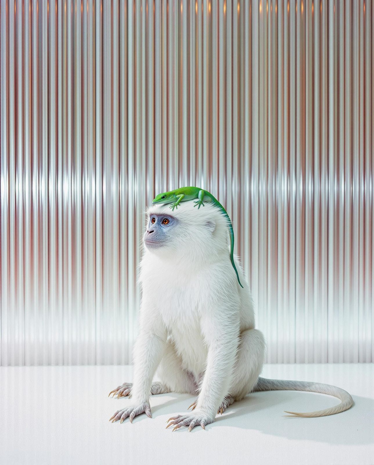 a small white monkey with a green headband