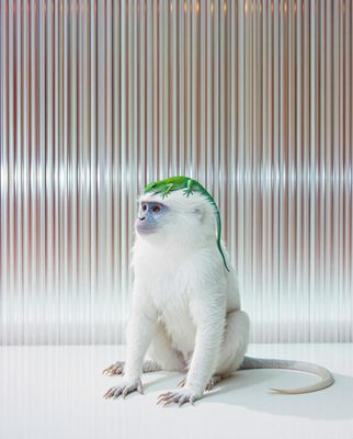 a small white monkey with a green headband