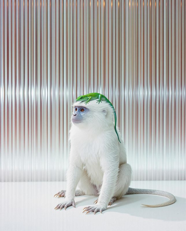 a small white monkey with a green headband