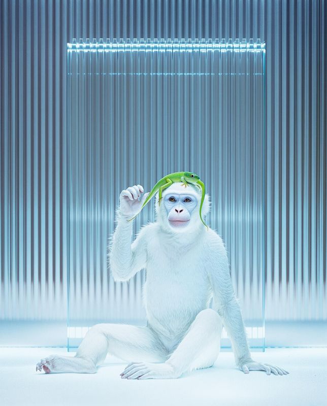 a monkey sitting on the ground with a banana in his hand