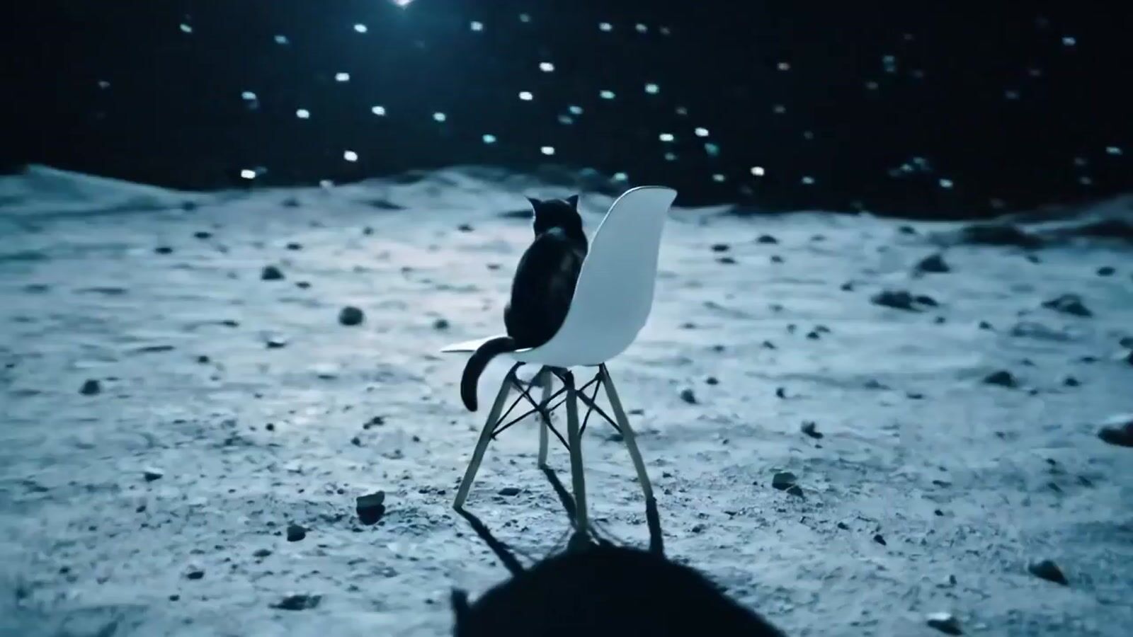 a black and white cat sitting on top of a white chair