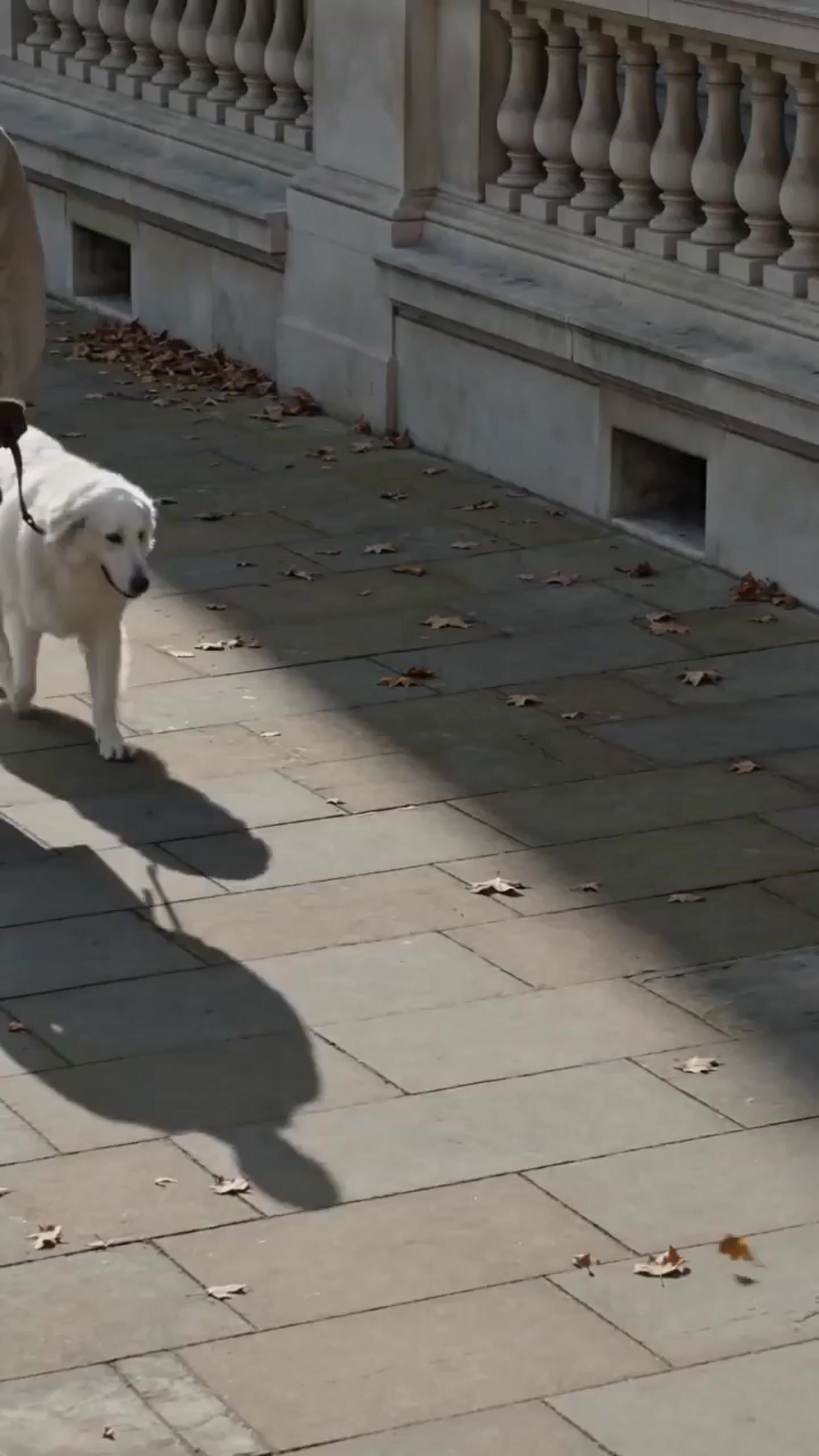 a person walking a white dog on a leash