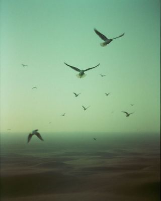 a flock of birds flying through a blue sky