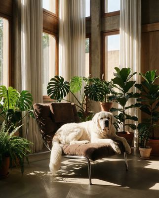 a large white dog laying on top of a chair