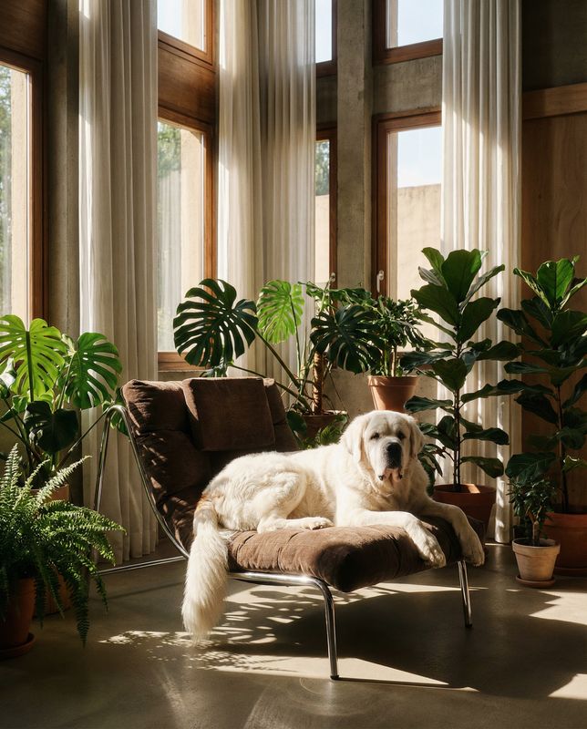 a large white dog laying on top of a chair