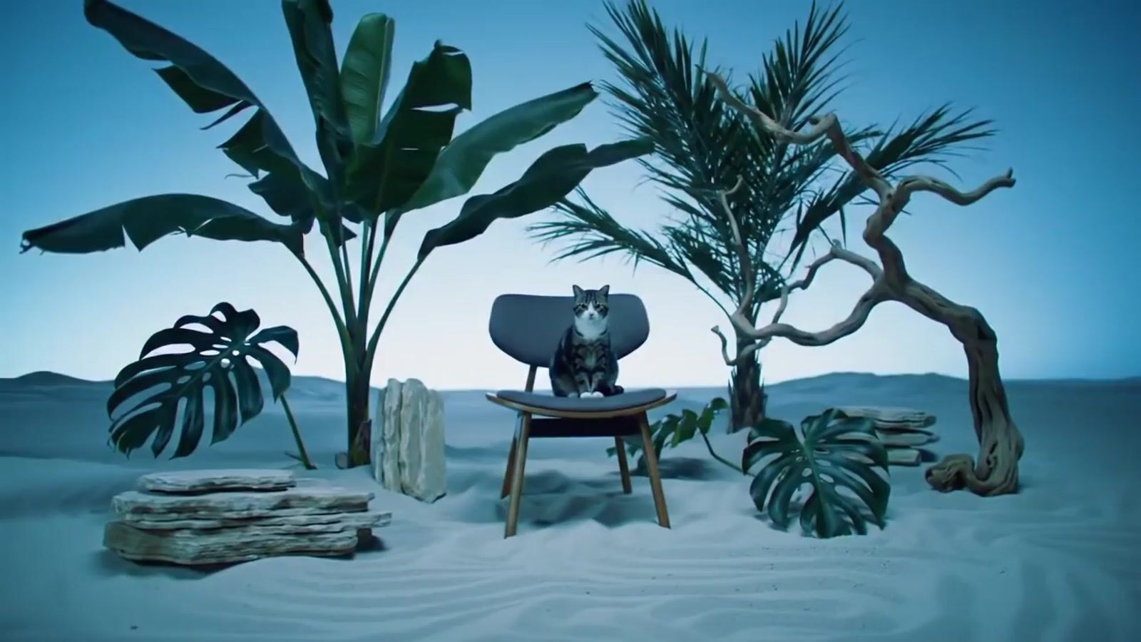 a cat sitting on a chair in the middle of a desert