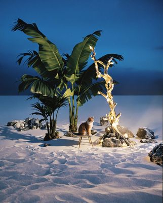 a cat sitting in the snow next to a palm tree