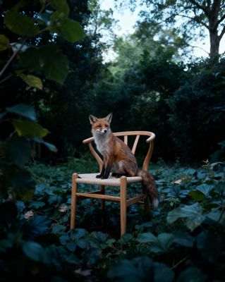 a fox sitting on a wooden chair in a forest