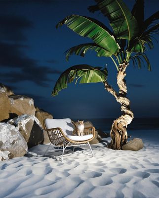 a cat sitting on a chair next to a palm tree