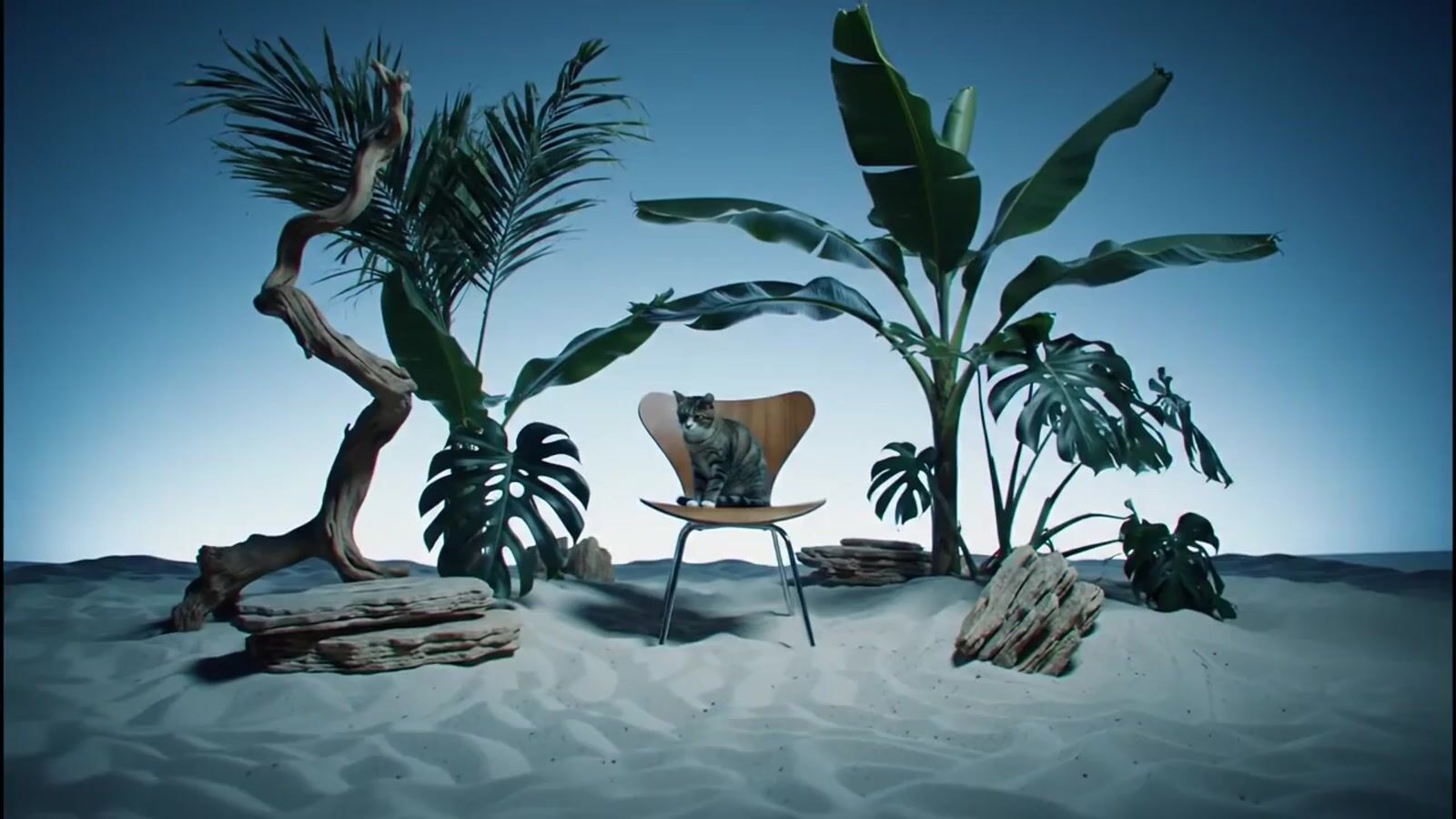 a cat sitting on a chair in the middle of a desert