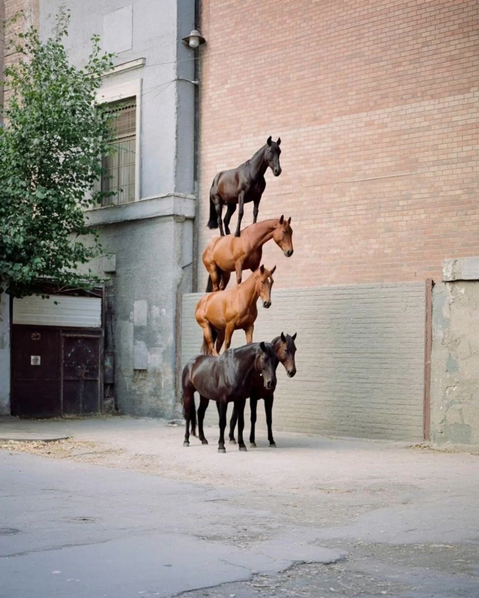 a group of horses standing in front of a building
