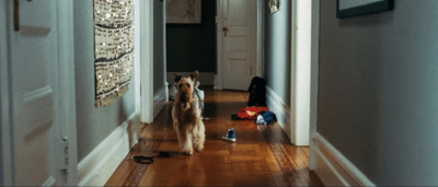 two dogs are standing in the hallway of a house