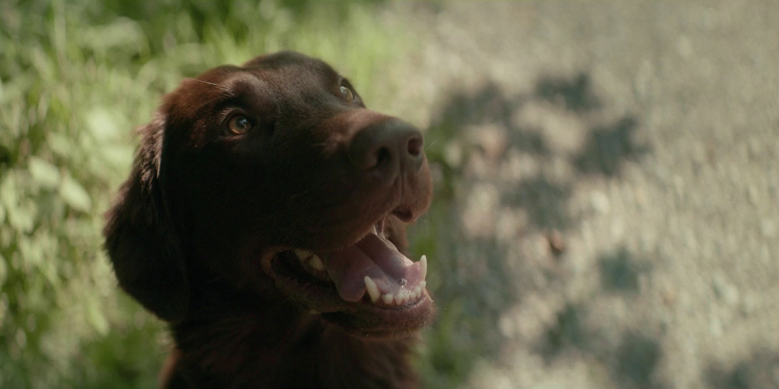 a close up of a dog with its mouth open