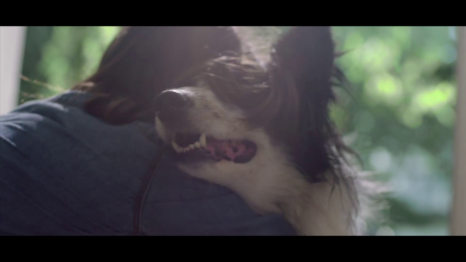 a black and white dog with its mouth open