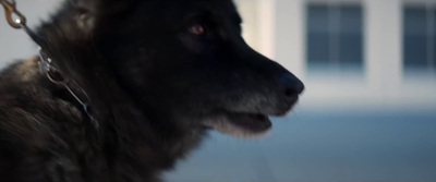 a close up of a dog with a building in the background