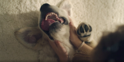 a dog with its mouth open laying on the floor