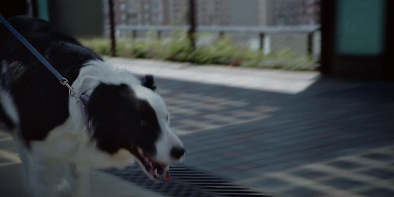 a black and white dog walking on a leash