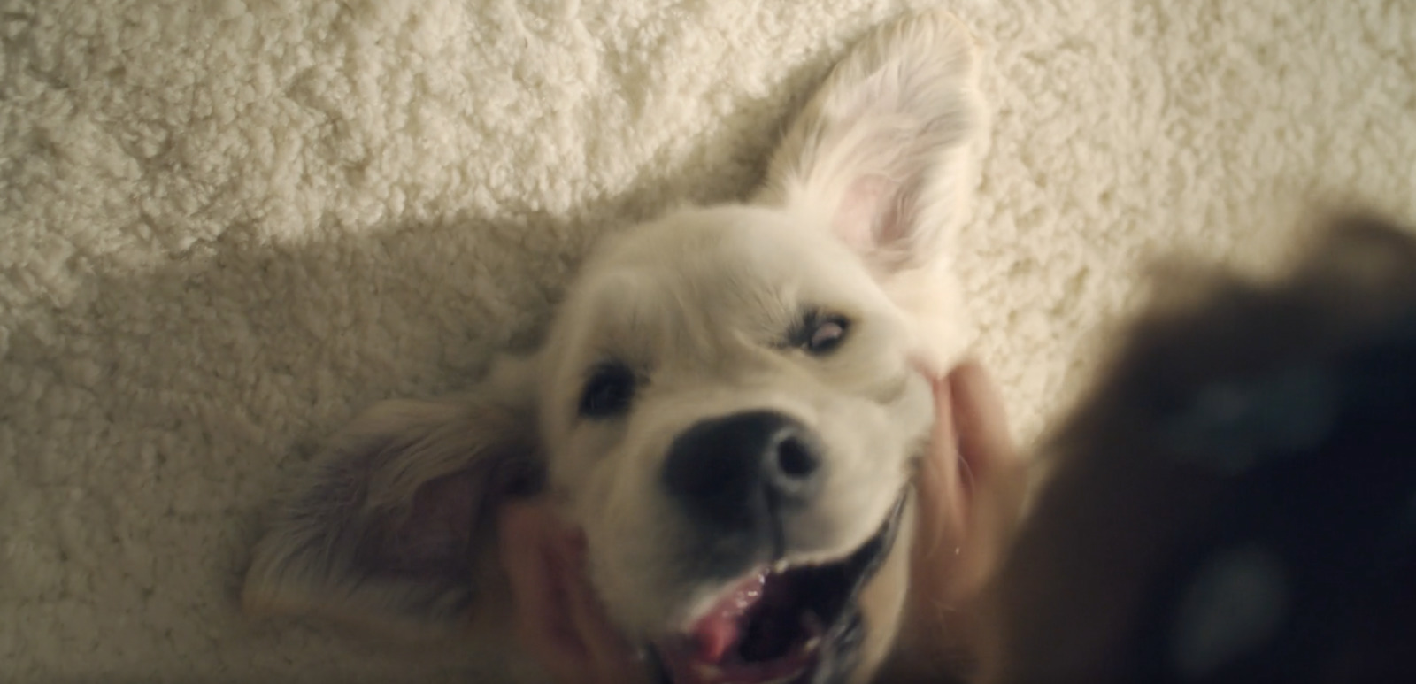 a close up of a dog with its mouth open