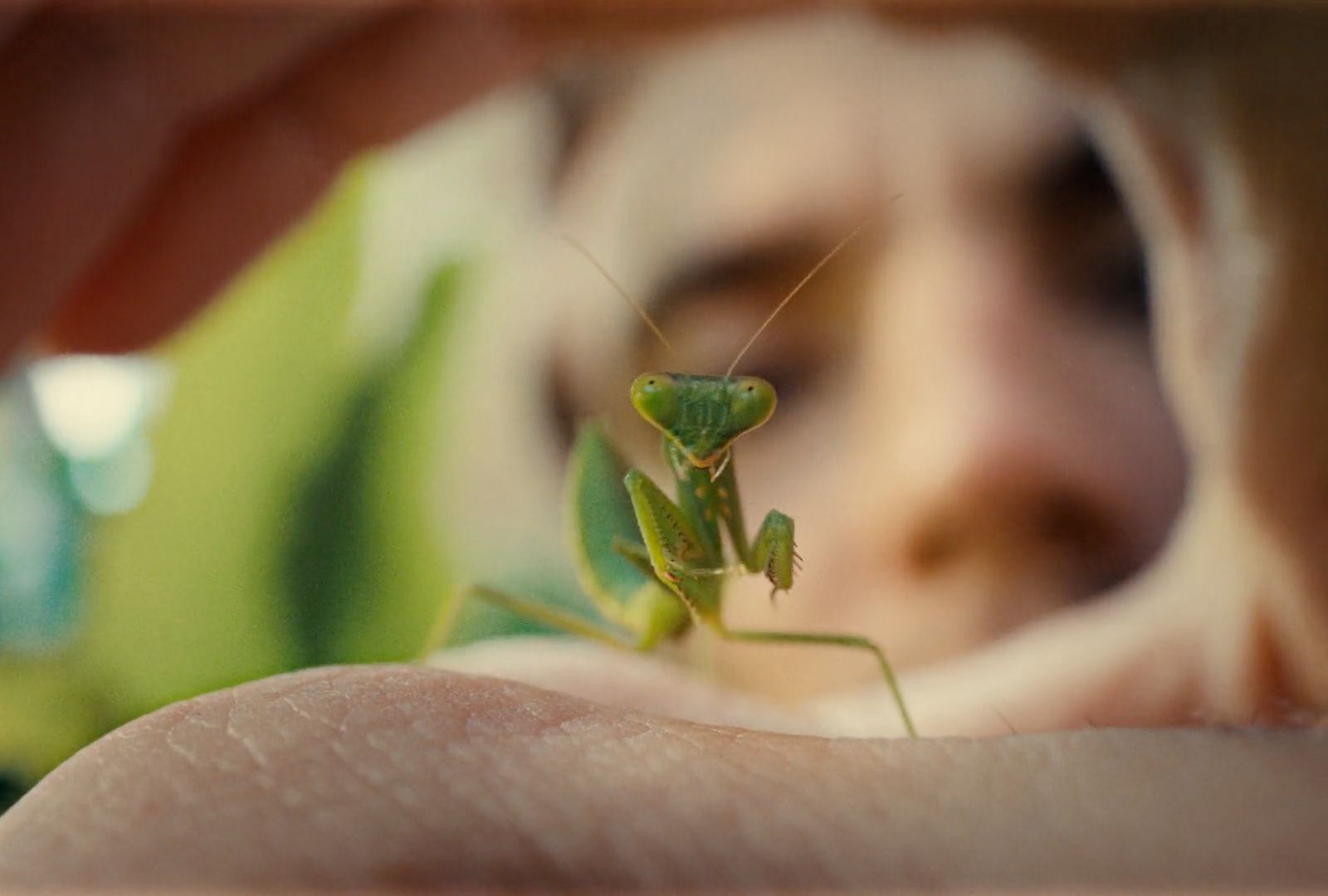 a close up of a person holding a green insect