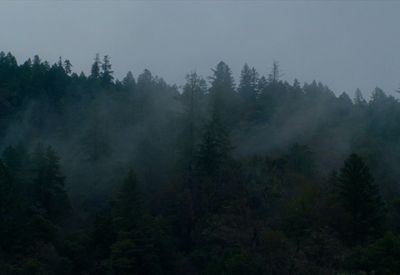 a forest filled with lots of trees covered in fog