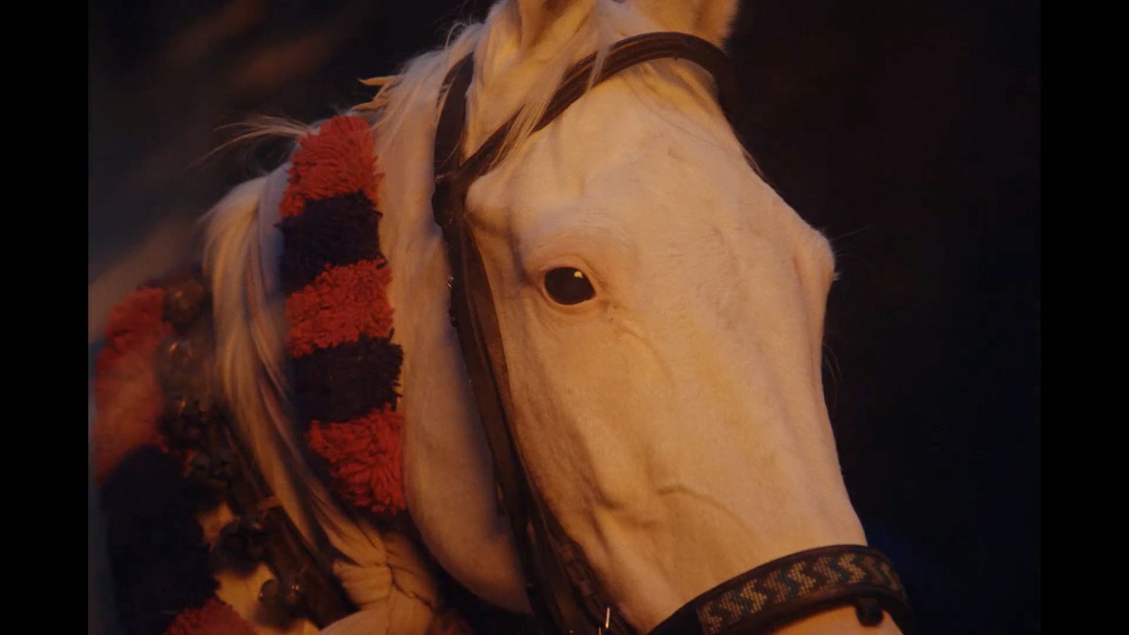 a close up of a white horse wearing a blanket