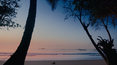 a person sitting on a beach next to a tree