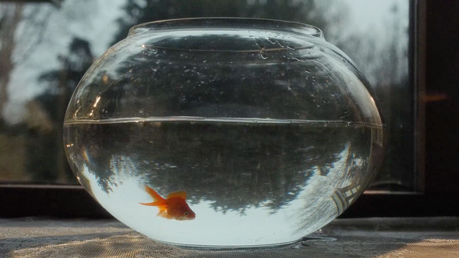 a goldfish in a bowl on a table