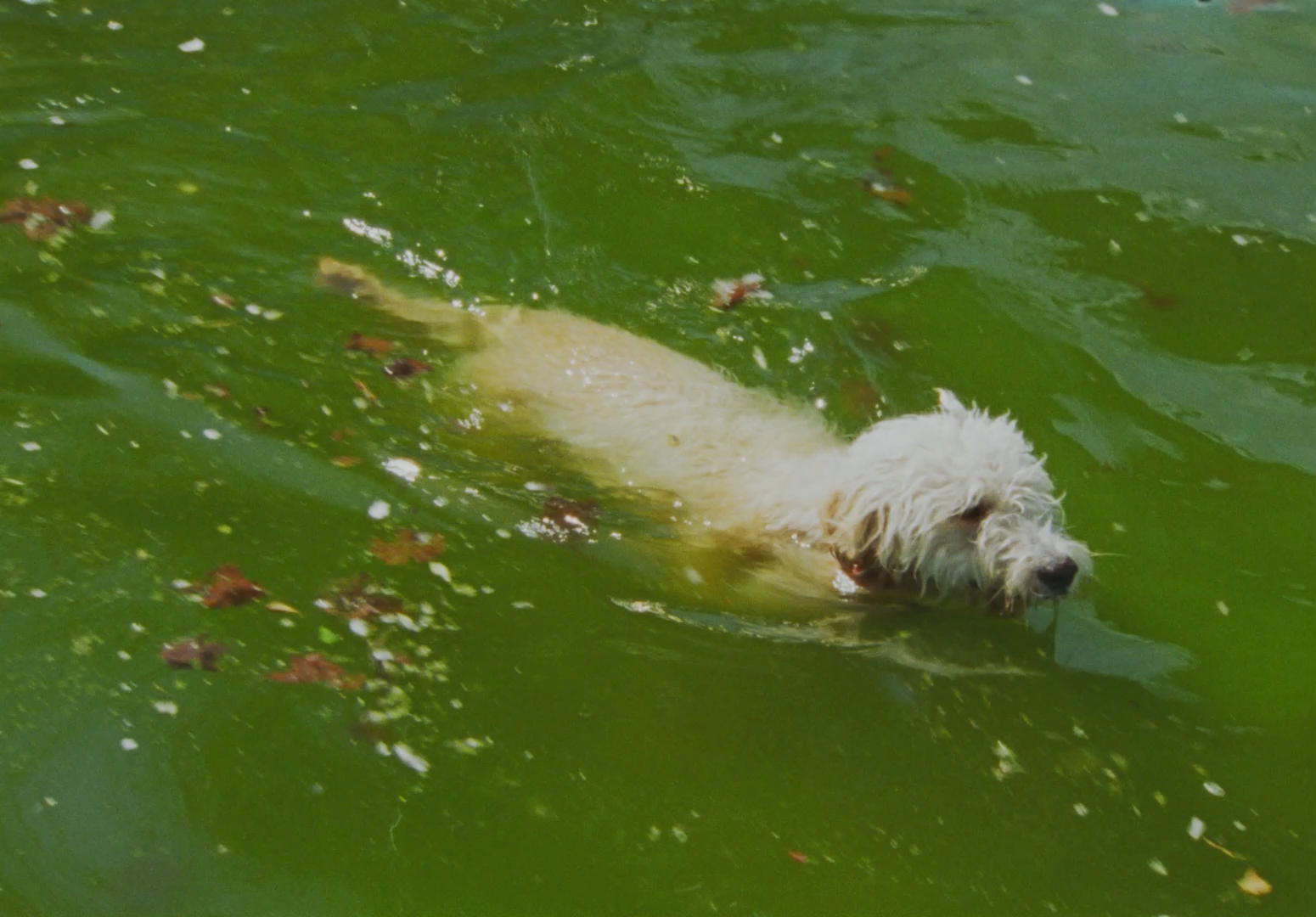 a white dog swimming in a body of water