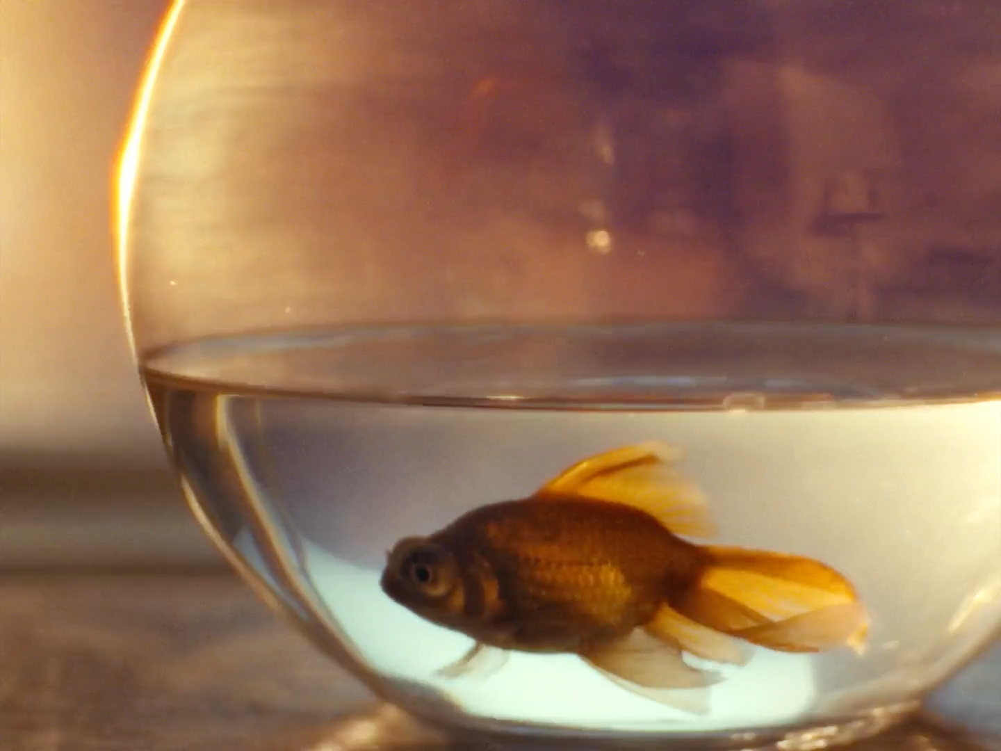 a goldfish swimming in a bowl of water