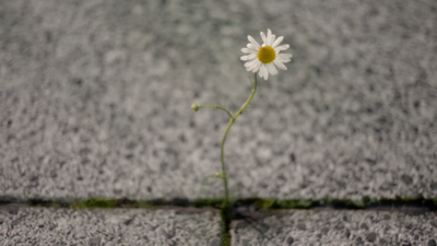 a single flower is growing out of a crack in the concrete