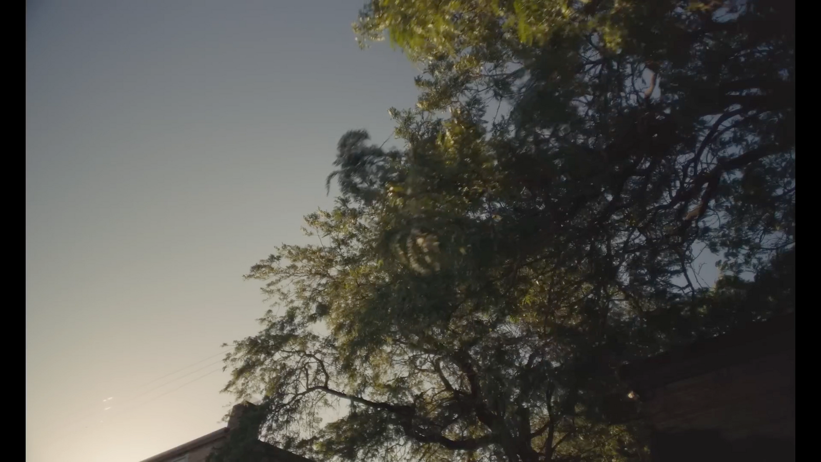 a tree with a building in the background