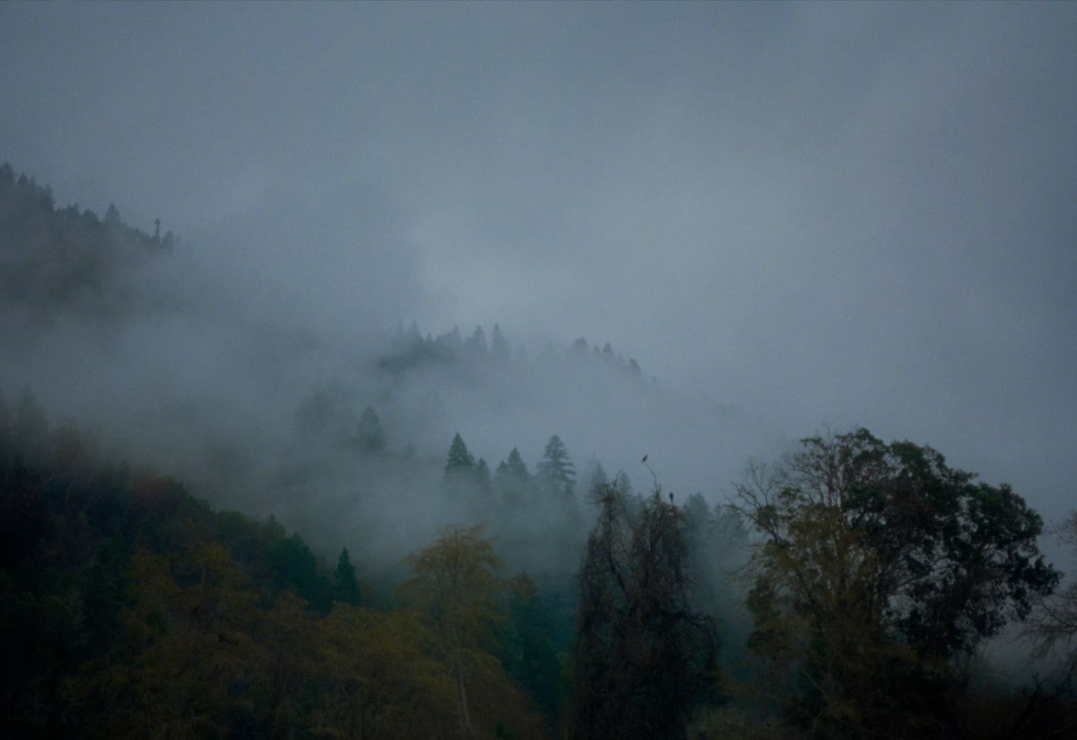 a mountain covered in fog and trees