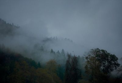 a mountain covered in fog and trees