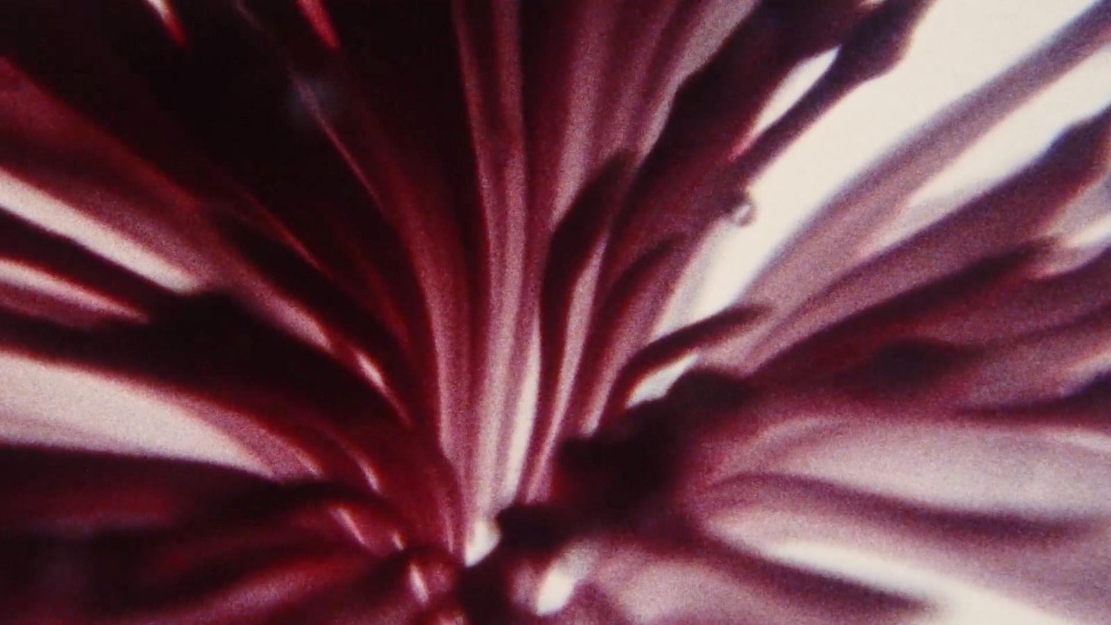 a close up of a red flower on a white background